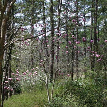 Tulip Magnolia