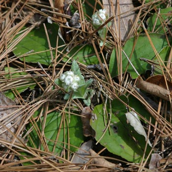 plantainleaf pussytoes