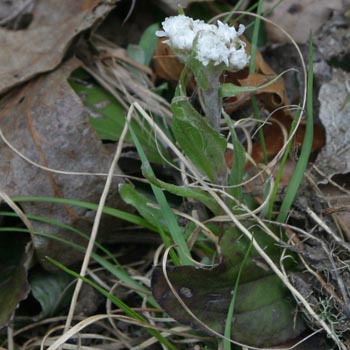 plantainleaf pussytoes