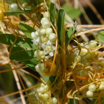 Dodder