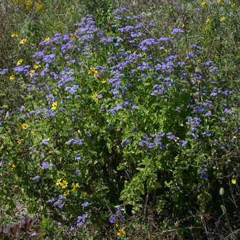 Mist Flower