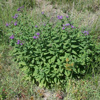 ironweed