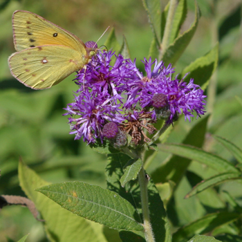 ironweed