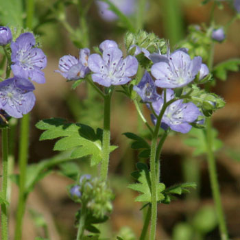 hairy phacelia