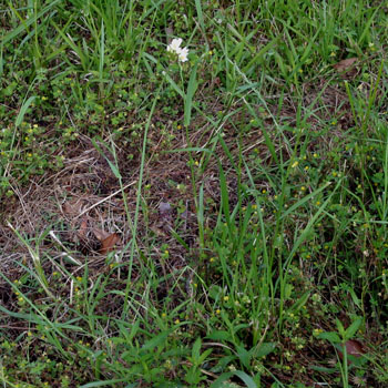 False Garlic