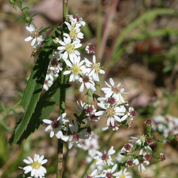 Calico aster