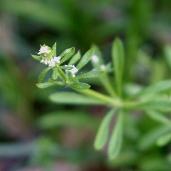 Cleavers