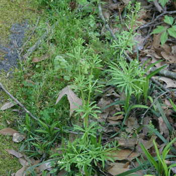 Cleavers