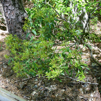 unknown bush