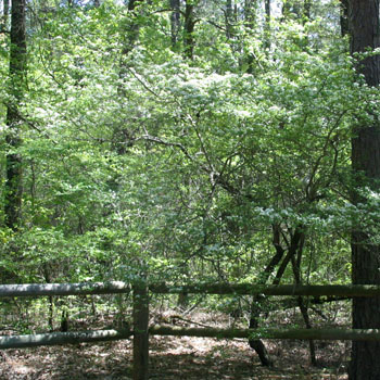 green hawthorn