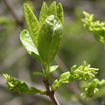 unknown green flower