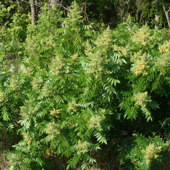winged sumac