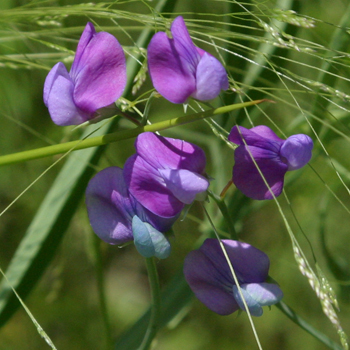 wild pea