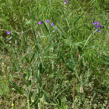 wild pea