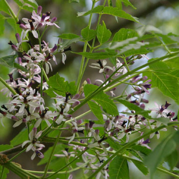 China-berry tree