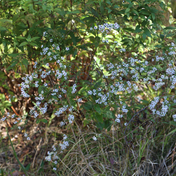 Calico aster
