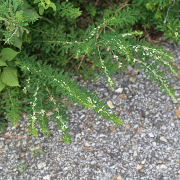 white sweet clover