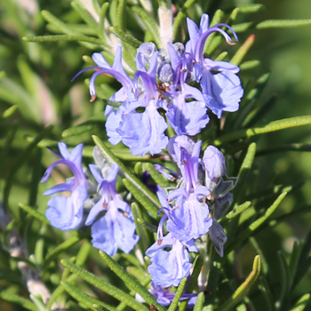 Rosemary