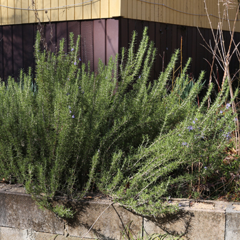 Rosemary