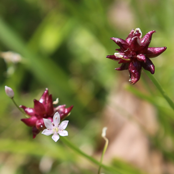 wild onion