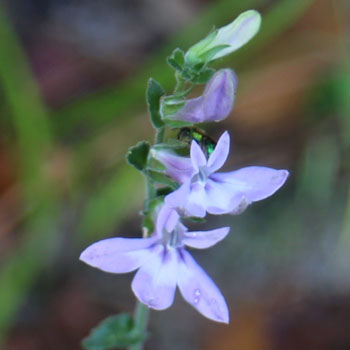 Downy Lobelia