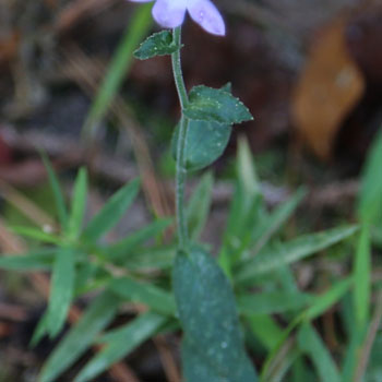 Downy Lobelia