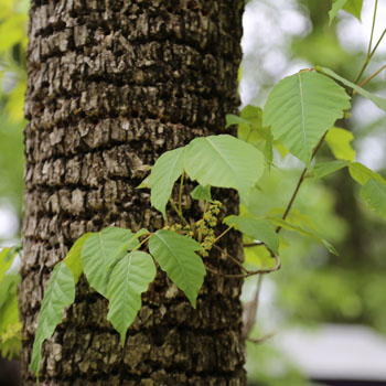 poison ivy