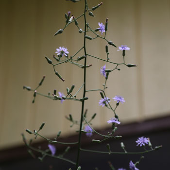 tall blue lettuce
