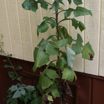 tall blue lettuce