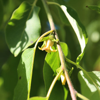 Persimmon